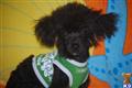 Poodle